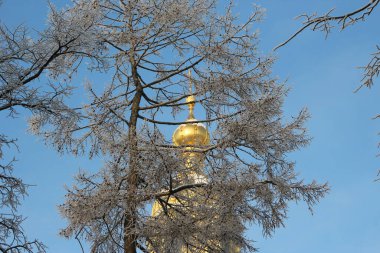 St. Petersburg, Rusya - 9 Şubat 2021. Peter ve Paul Katedrali 'nin Anıt Kubbesi' nin manzarası donuk kış günlerinde karaçam dalları arasında   