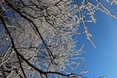 Küçük yapraklı ıhlamur ağaçlarının dalları parlak kış güneşinin ışığında mavi gökyüzüne karşı kırağı donduruyor. Güzel mevsimlik arkaplan