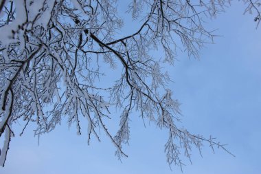 Soğuk bir kış gününde, soluk mavi gökyüzüne karşı, karda yaşlı bir ıhlamur ağacının dalları