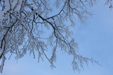 Soğuk bir kış gününde, soluk mavi gökyüzüne karşı, karda yaşlı bir ıhlamur ağacının dalları