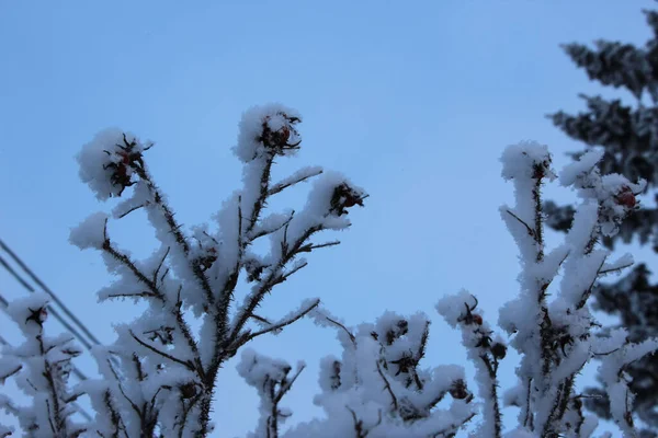 Close-up of rose hips in hoarfrost against the winter sunrise sky