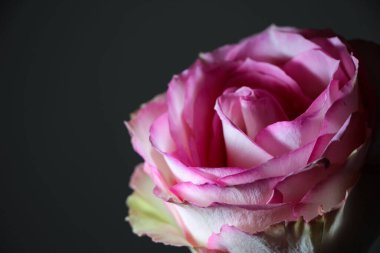 Siyah arkaplanda izole edilmiş pembe bir güle yakın çekim, temalı bir afiş için sade anahtar fotoğraf