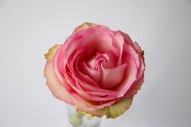 Pembe gül beyaz arka planda izole edilmiş. Kart için yakın plan fotoğraf çiçeği