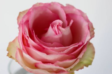 Beyaz arkaplanda sevimli pembe bir gülün yakın plan fotoğrafı.