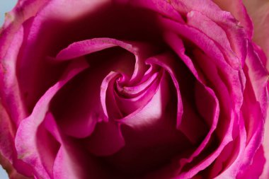 Çok güzel, pembe bir fuşya çiçeğinin ön yüzü.