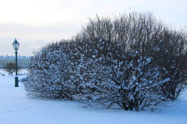 Yasemin çalıları kireç taşının üstünde ve soğuk bir kış sabahı sokak lambası