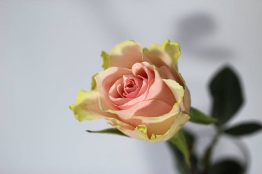 Pembe gül beyaz ve gri arkaplanda izole edilmiş