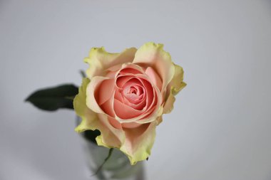 Pembe gül, beyaz ve gri arka planda izole edilmiş camda. Kart için yakın plan fotoğraf çiçeği