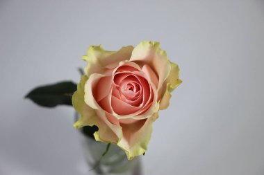 Pembe gül, beyaz ve gri arka planda izole edilmiş camda. Kart için yakın plan fotoğraf çiçeği