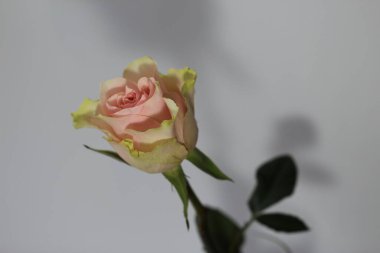 Pembe gül beyaz ve gri arkaplanda izole edilmiş