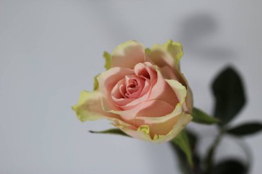 Pembe gül beyaz ve gri arkaplanda izole edilmiş