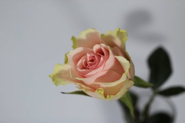 Pembe gül beyaz ve gri arkaplanda izole edilmiş