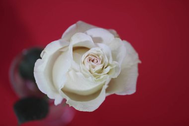 Kırmızı arkaplanda izole edilmiş beyaz gül, yakın plan