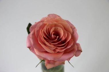 Pembe gül, beyaz ve gri arka planda izole edilmiş camda. Kart için yakın plan fotoğraf çiçeği