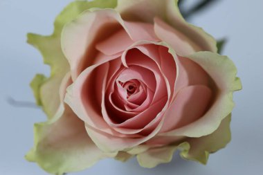 Güzel, pembe bir gülün ön kapak fotoğrafı.