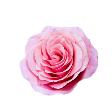 Beyaz arkaplanda izole edilmiş güzel gül çiçeği