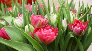 Pankart için beyaz ve pembe lalelerin (Flash Point) yakın plan çekimi