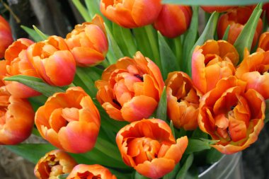 Yeşil yapraklı turuncu açık lalelerin arka planı