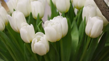 Yeşil yapraklı beyaz lalelerin yakın çekimi (çiçek çeşitliliği - Antarktika)