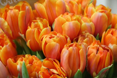 Turuncu açık lalelerin arkaplanı (çiçek çeşidi Quensday 'dir)