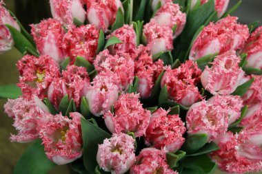 Arkaplan için pembe lalelerin (çiçek çeşidi - Lingeri) ön üstteki fotoğrafı