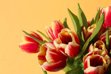 Yeşil yapraklı kırmızı ve sarı laleler bej arka planda doğal güneş ışığı altında, stüdyo çekimi için.