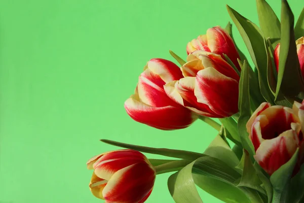 Yellow Red Tulips Green Leaves Natural Sunlight Green Background Banner — Stock Photo, Image