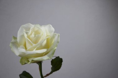 Gri arka planda izole edilmiş beyaz bir gülün makro fotoğrafı, stüdyo çekimi.