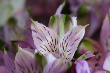 Hafif leylak alstroemeria çiçek yapraklarının makro fotoğrafçılığı (lat. - Alstroemeria), iyice odaklan.