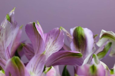 Açık leylak alstroemeria çiçeğinin makro fotoğrafçılığı (lat. - Doğal arka plan için, derin odak
