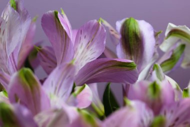 Açık leylak alstroemeria çiçeğinin makro fotoğrafçılığı (lat. - Doğal arka plan için, derin odak