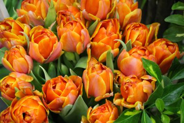 Yeşil yapraklı turuncu açık lalelerin arka planı (lale çeşidi - Queensday)