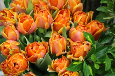 Yeşil yapraklı turuncu açık lalelerin arka planı (lale çeşidi - Queensday)