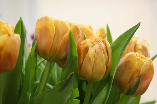 Close-up of light orange tulips (the label indicates the variety of flowers is Caracas)