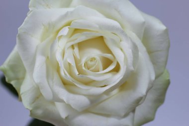 Arka plan için izole edilmiş beyaz bir gülün makro fotoğrafı, stüdyo çekimi