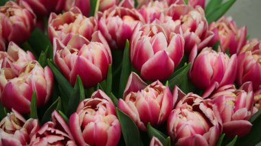 Pembe ve beyaz lalelerin (çiçek çeşidi Columbus) arka planı derin odak, geniş format