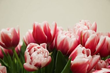 Pankart için izole edilmiş pembe ve beyaz laleler (çiçek çeşitleri Sonsuz Yaşam)