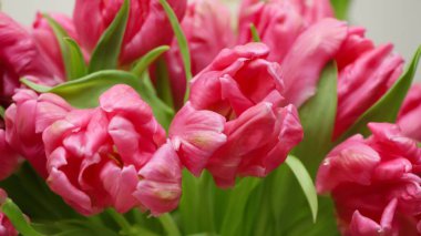 Çiçek fuarında pembe lalelerin (lalelerin çeşitliliği - Marvel Parrot) yakın çekimi 
