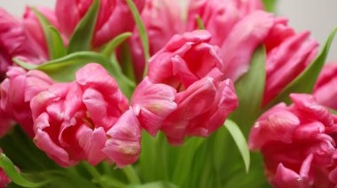 Çiçek fuarında pembe lalelerin (lalelerin çeşitliliği - Marvel Parrot) yakın çekimi 