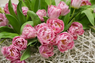 Bir pankart için pembe lalelerin (lale çeşitliliği - Asya Güzelliği) ön yüzü