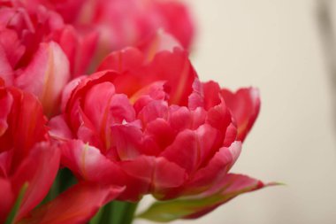 Kırmızı açık lalelerin seçici odaklı makro fotoğrafları (lale çeşitliliği - Vero Red)