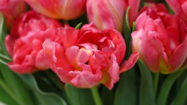 Pembe açık lalenin makro fotoğrafları (lale çeşidi - San Remo), büyük biçim