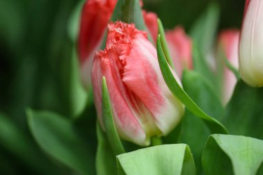 Lale yapraklarının beyaz ve pembe renkli makro fotoğrafçılığı (çiçek çeşitliliği - Lingeri) seçici odak noktasında