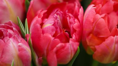 Arkaplan için seçici odaklı kırmızı açık lalelerin (lale çeşitliliği - Vero Red) makro fotoğrafçılığı, büyük biçim