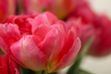 Pembe açık lalenin makro fotoğrafları (lale çeşidi - San Remo)