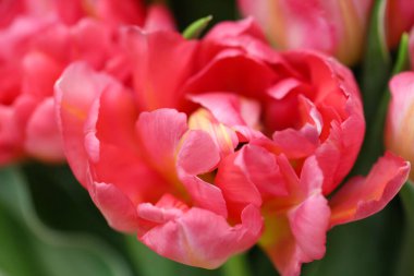 Pembe açık lalenin makro fotoğrafları (lale çeşidi - San Remo)