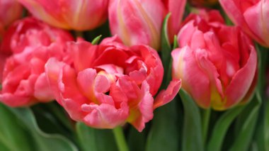 Pembe açık lalenin makro fotoğrafları (lale çeşidi - San Remo)