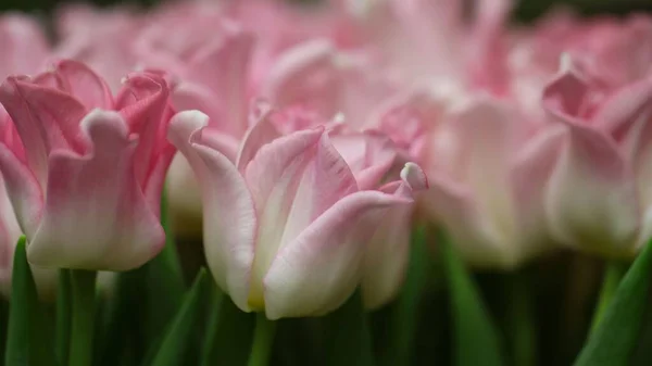 Macro photography of Pale pink tulips with green leaves (flower variety - Crown Dynasty)