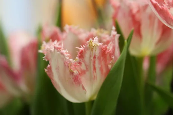 Selective Focus Macro Photography Fringe Edge Petal Pink White Terry — Stock Photo, Image