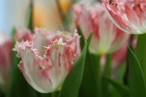 seçici odak, pembe ve beyaz Terry lalelerinin taç yaprağının kenarındaki kenarların makro fotoğrafçılığı (lale çeşidi - Neglige)